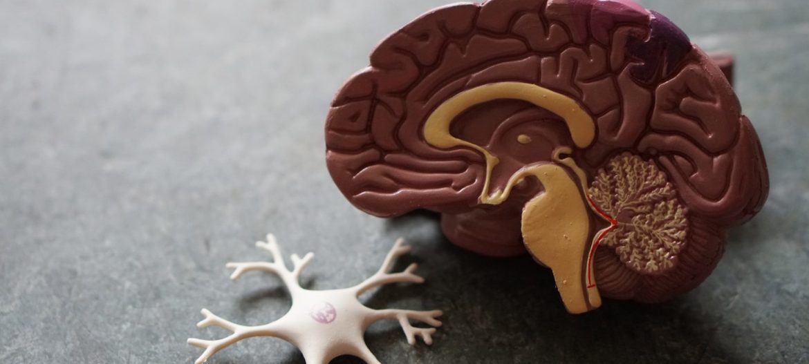 Photo by Robina Weermeijer human brain toy