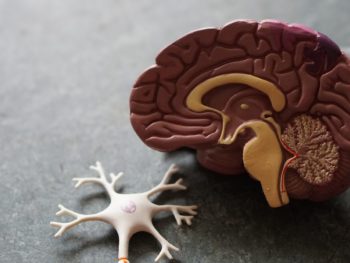 human brain toy