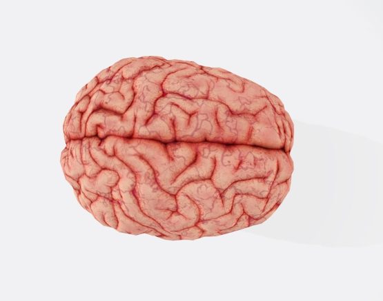 a close up of a human brain on a white background